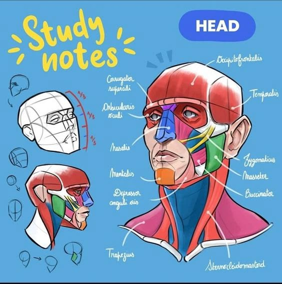 Ghi chú cơ bảng mặt — tỉ lệ một phần ba và các nhóm cơ chính