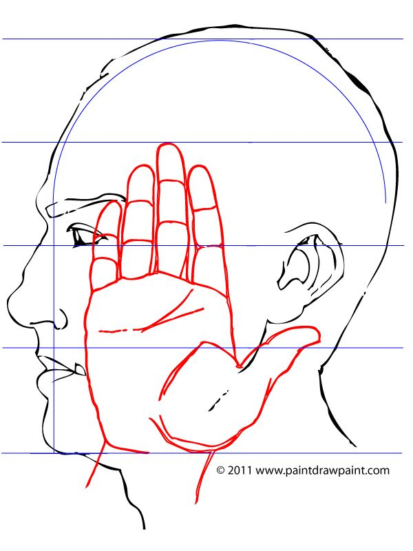 Hand size compared to face proportion drawing