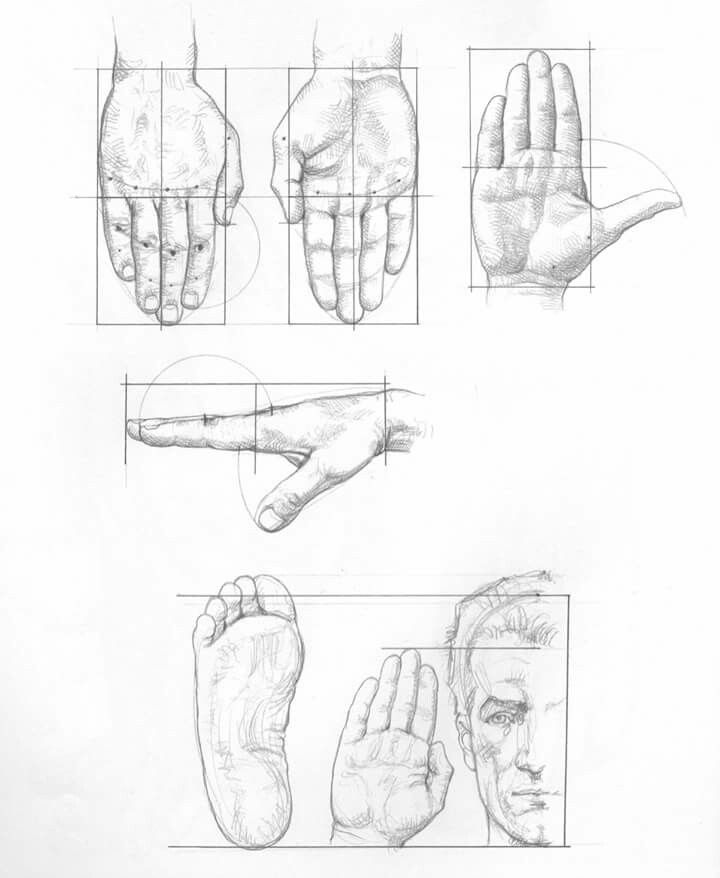 Hand and foot proportion anatomy drawing