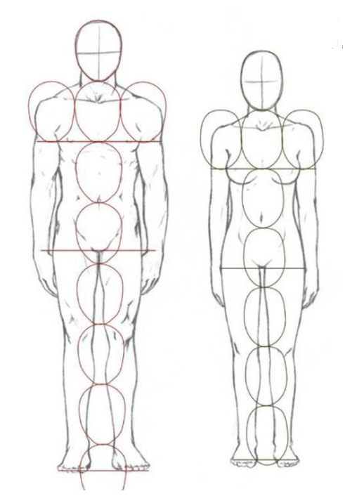 Teenager body proportion 6.5 heads figure
