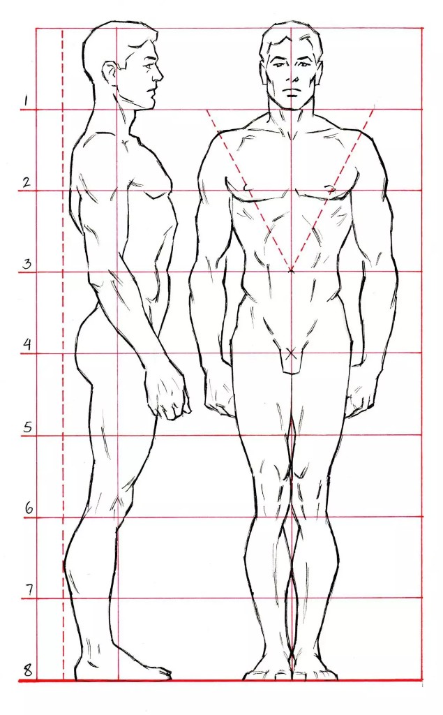 Adult body proportion 7.5 heads standing