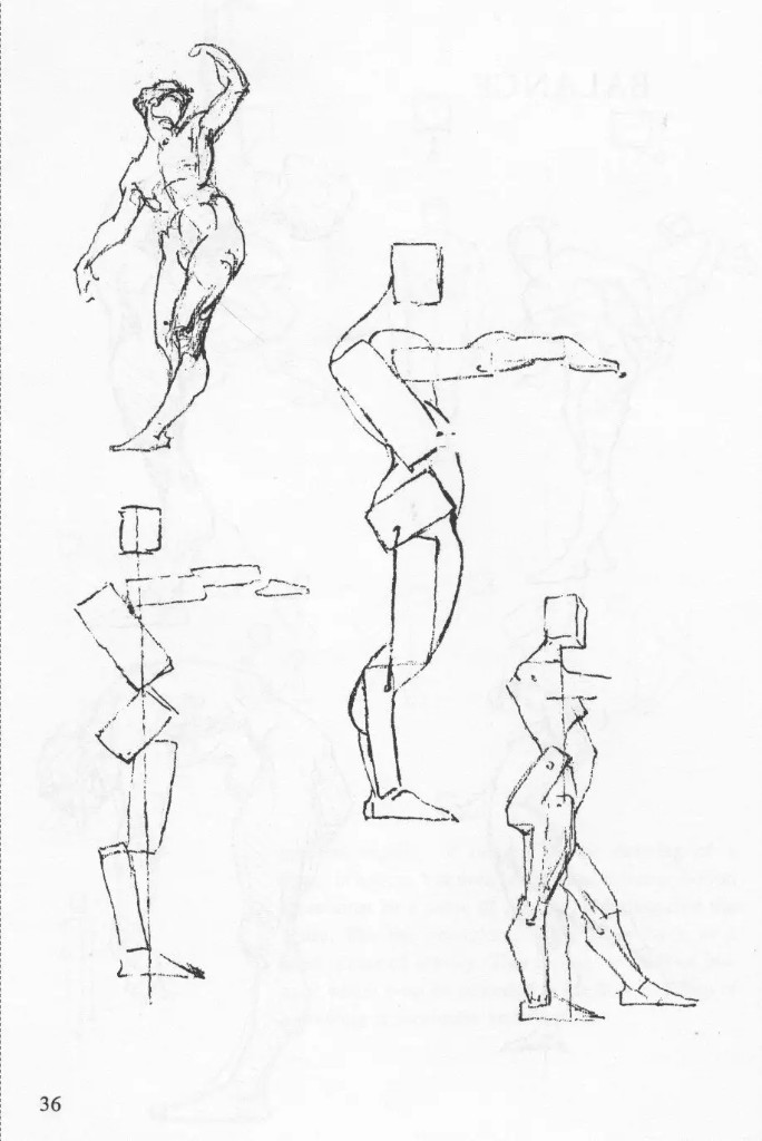 Bridgman anatomy construction figure